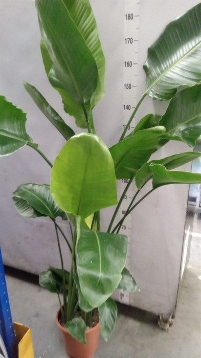 <h4>Strelitzia nicolai</h4>