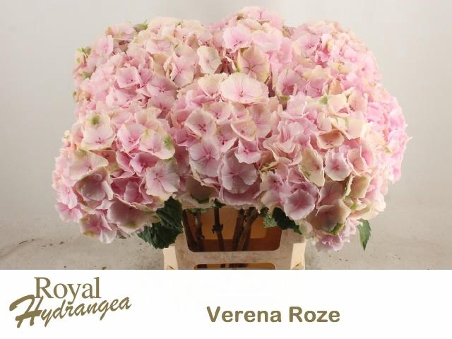 <h4>HYDR M CH VERENA</h4>