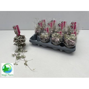 CEROP WO VARIEGATA