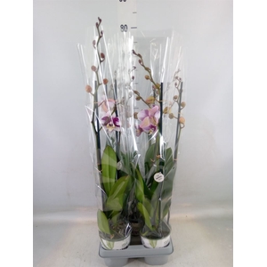 Phalaenopsis  'Ant Barcelona'