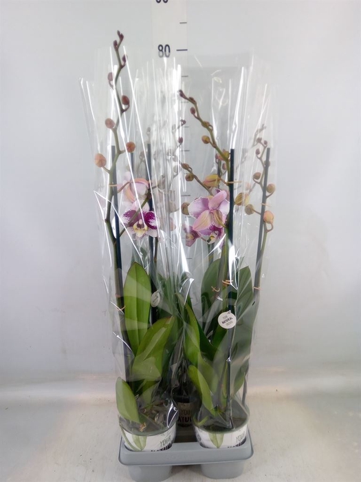 <h4>Phalaenopsis  'Ant Barcelona'</h4>
