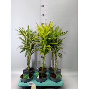 Dracaena sand.   ...mix 3