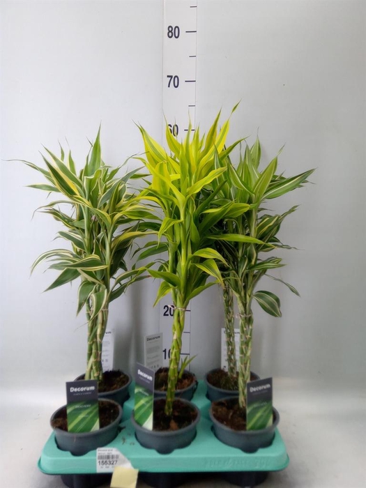 <h4>Dracaena sand.   ...mix 3</h4>