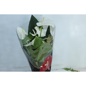 ANTHURIUM ALASKA P17 PREMIUM
