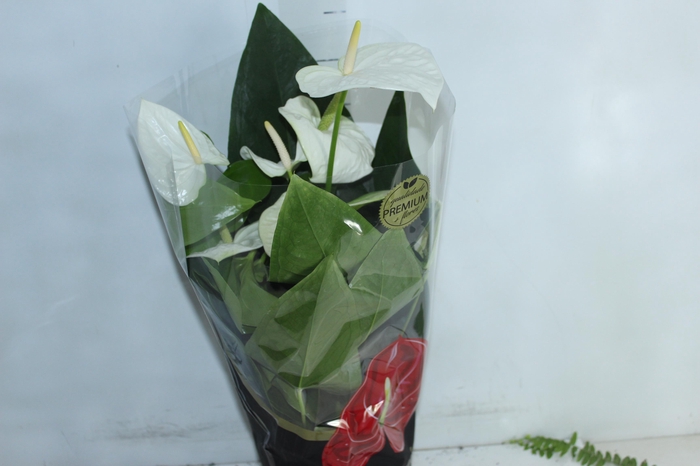 <h4>ANTHURIUM ALASKA P17 PREMIUM</h4>