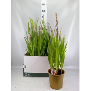 Gladiolus KL 'Glamini'