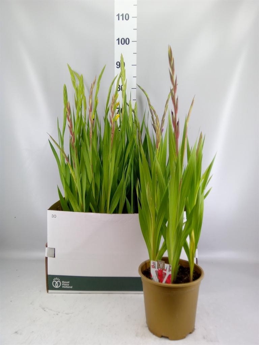 Gladiolus KL 'Glamini'