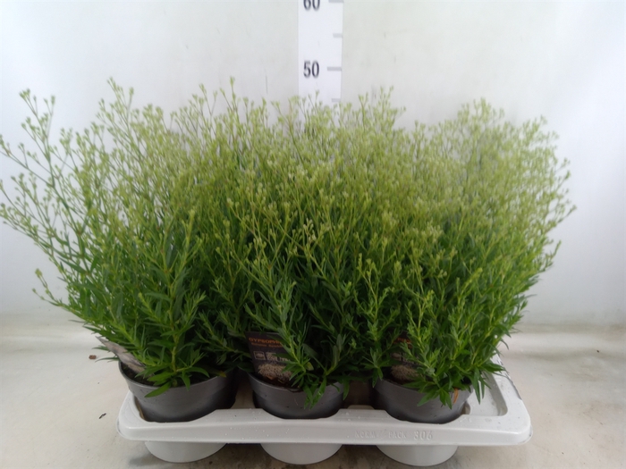 <h4>Gypsophila panic. 'Summer Sparkles'</h4>
