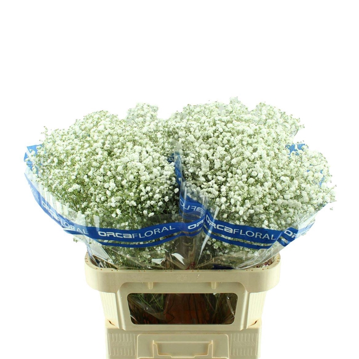 <h4>Gypsophila Xlence Orca</h4>