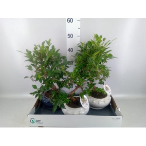 Bonsai   ...mix