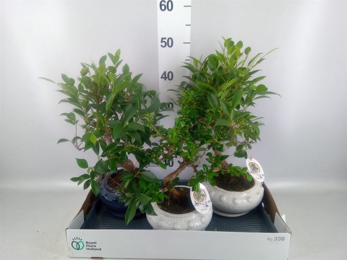 <h4>Bonsai   ...mix</h4>