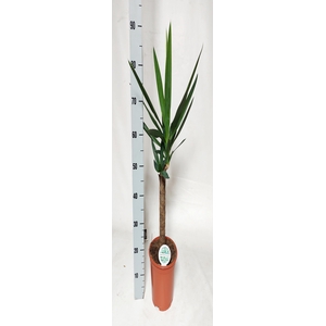 YUCCA