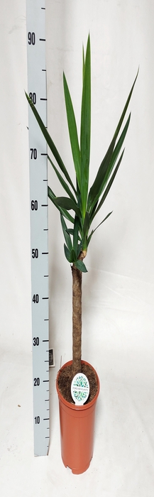 <h4>YUCCA</h4>