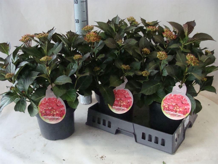 <h4>Hydrangea mac.   ...</h4>