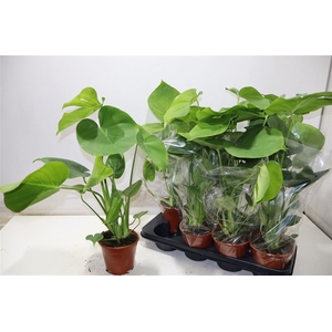 Monstera Deliciosa