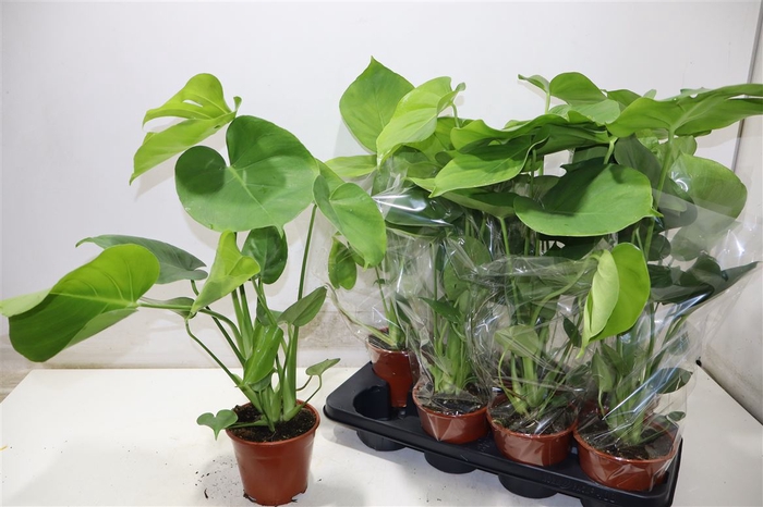 <h4>Monstera Deliciosa</h4>