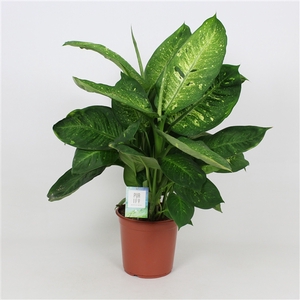 Purify Dieffenbachia Living Fantasy 24 cm