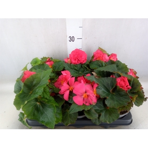 Begonia