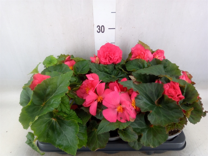 <h4>Begonia</h4>