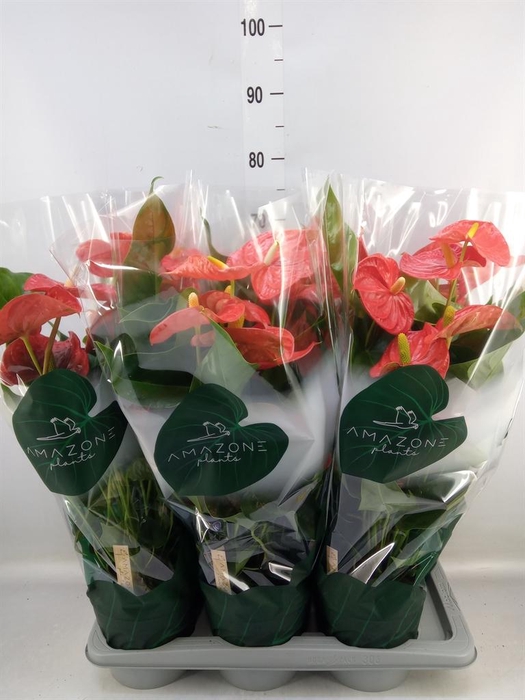 <h4>Anthurium andr. 'Florida'</h4>