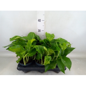 Epipremnum   ...