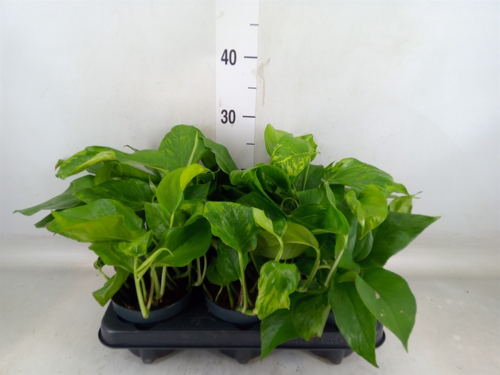 <h4>Epipremnum   ...</h4>