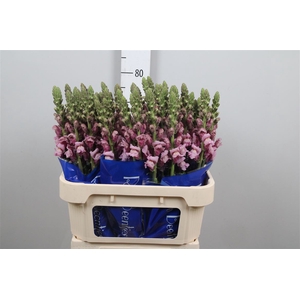 Antir Poto Lavender