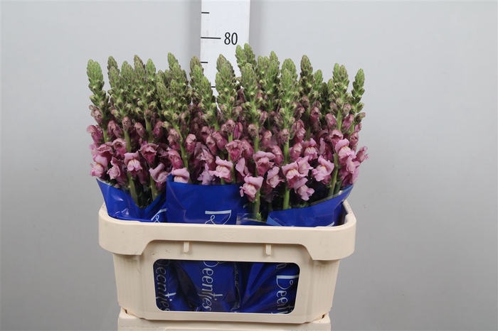 <h4>Antir Poto Lavender</h4>