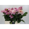 Dahlia Cafe Au Lait
