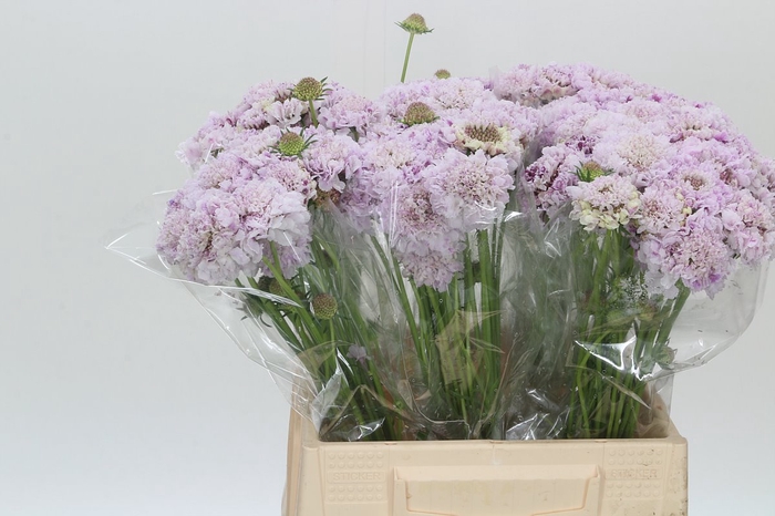 <h4>Scabiosa Scoop Candy</h4>
