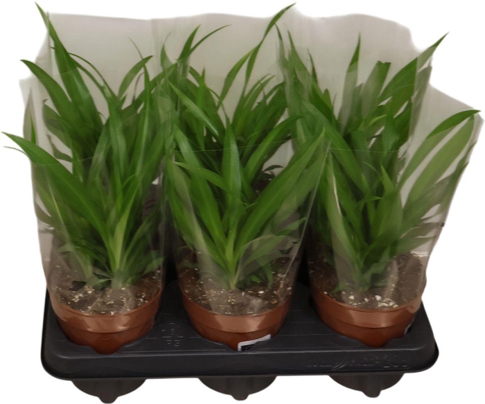 <h4>Chlorophytum Lemon</h4>