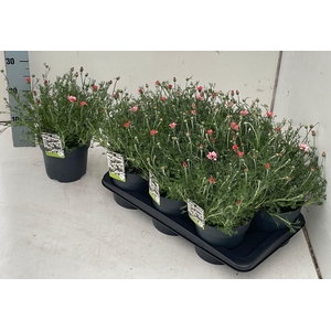 RHODAN H ZAGORA PINK