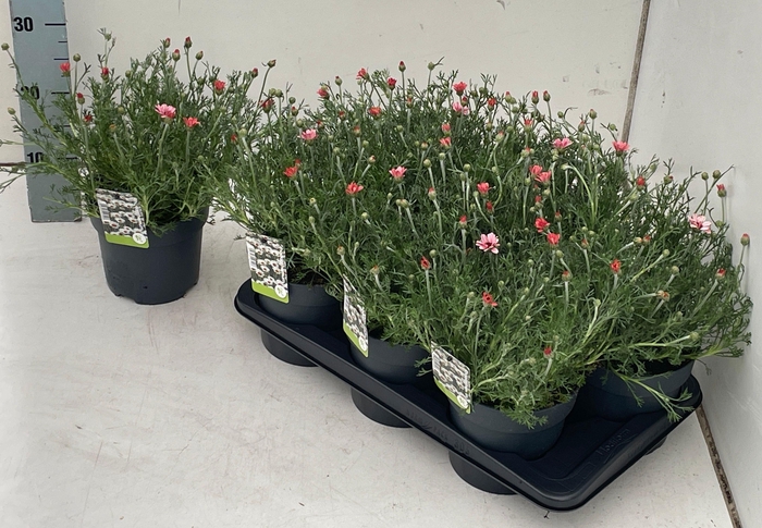 <h4>RHODAN H ZAGORA PINK</h4>