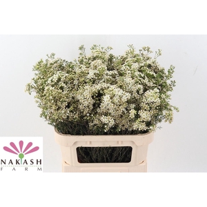 CHAME UN JUPITE MOON