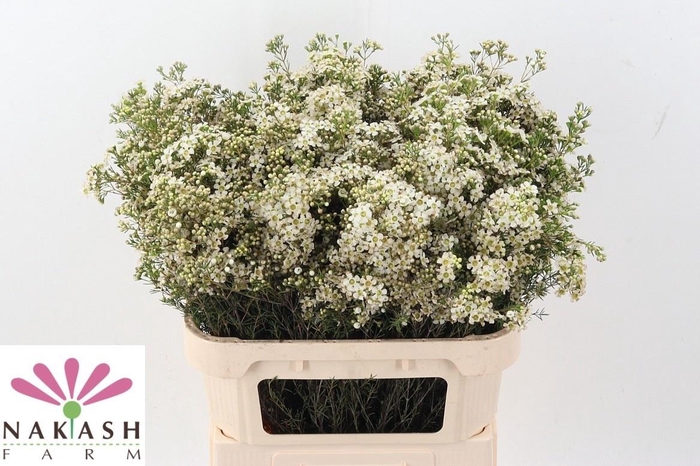 <h4>CHAME UN JUPITE MOON</h4>