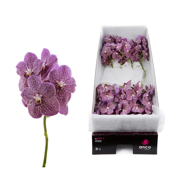 <h4>Vanda Tropical Punch x 16</h4>