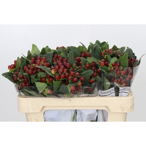 HYPER PACIFIC BROWN HYPERICUM PACIF