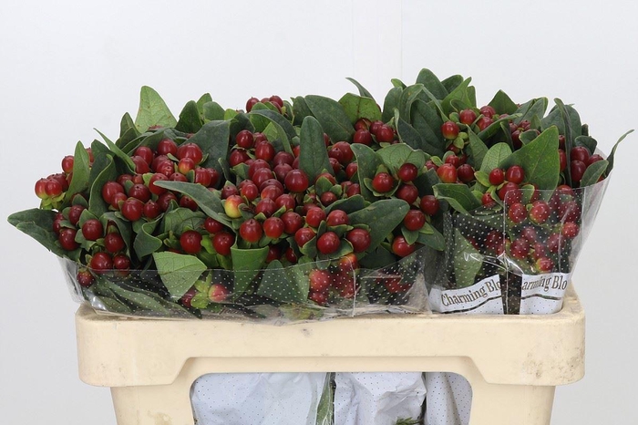 <h4>HYPER PACIFIC BROWN HYPERICUM PACIF</h4>