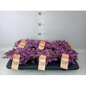 Tradescantia zebr. 'Pink Paradise'