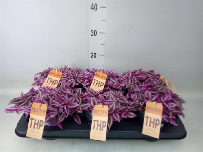 <h4>Tradescantia zebr. 'Pink Paradise'</h4>