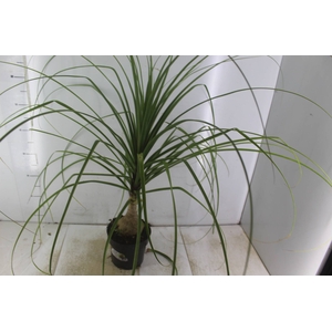 BEAUCARNEA P17