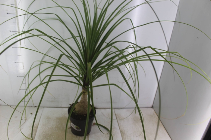 <h4>BEAUCARNEA P17</h4>