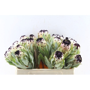 Protea Mag Niobe