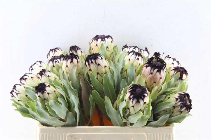 <h4>Protea Mag Niobe</h4>