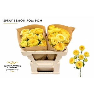 Rosa Spray Lemon Pom Pom