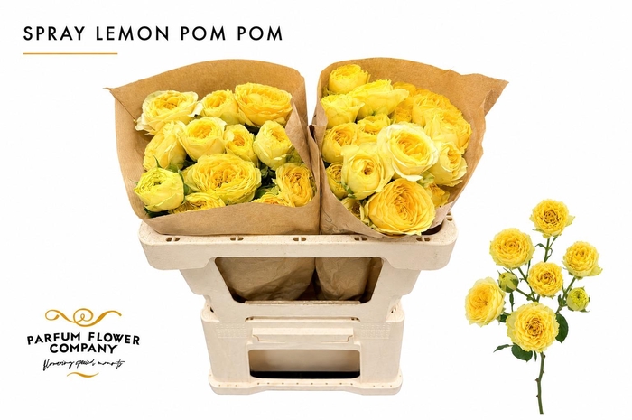 <h4>Rosa Spray Lemon Pom Pom</h4>