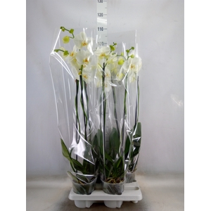 Phalaenopsis   ...white