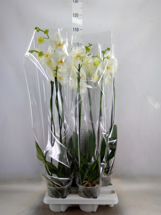 <h4>Phalaenopsis   ...white</h4>