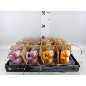 Arr.   Kamerplant Groen L%