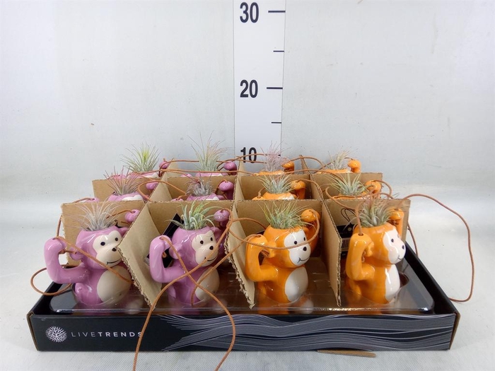 <h4>Arr.   Kamerplant Groen L%</h4>